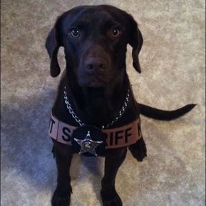 Meet your Posher, Troy